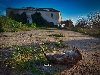 Casas Abandonadas Puente Atirantado