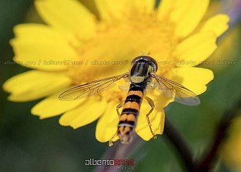 fotografia macro