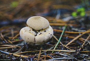 Fotografias de Setas